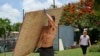 Un vecino carga un tablón de madera para cubrir las ventanas de su casa en preparación para el huracán Beryl, en Bridgetown, Barbados, el 30 de junio de 2024.