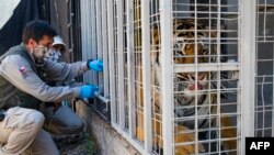 Un tigre de Bengala llamado Charly recibe una dosis experimental de una vacuna contra COVID-19 elaborada por el laboratorio veterinario Zoetis, en el Zoológico de Buin en Buin, Chile, el 3 de enero de 2022.