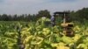 US Farmers Back Immigration Reform