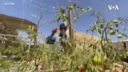 Jordan Syrian Refugees Vertical Gardens ...