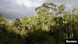 FILE - Forest on a plateau in a bauxite concession is shown at Nassau Mountains in North Suriname in this handout courtesy of Hans ter Steege taken in 2003. 