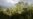 More Than Half of Amazon Tree Species Seen at Risk of Extinction