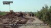 Porodice nestalih žrtava Islamske države mole za odgovore dok su otkrivene nove masovne grobnice na sjeveroistoku Sirije