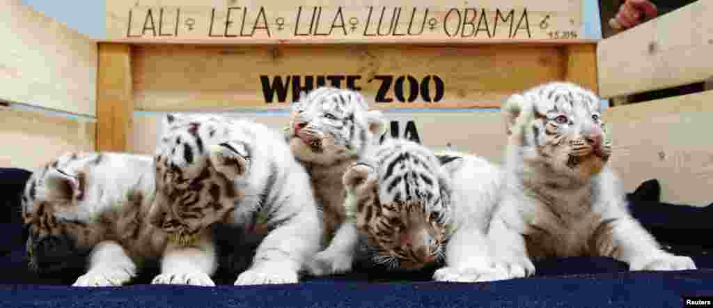 A litter of white Bengal tiger cubs at the White Zoo in Kernhof, Austria. The five cubs were born at the private zoo on May 25, 2014.