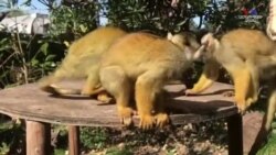 Լոնդոնի կենդանաբանական այգու կապիկները վայելում են ամռան վերջին սառցե ճաշը