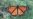 Forget Butterfly Nets; Today's Naturalists Capture Specimens on Phones.