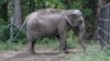 New York Court Rules That an Elephant Is Not a Person