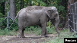 An elephant named Happy is pictured in the Bronx Zoo, in New York City, New York, U.S., in this undated social media photo. (Gigi Glendinning/via REUTERS )