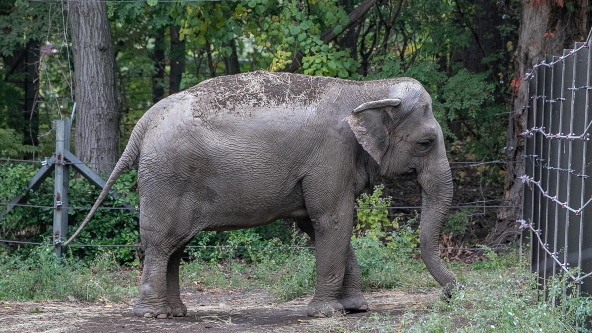 No, the elephant Happy is not a person, decides the New York justice