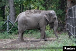 An elephant named Happy is pictured in the Bronx Zoo, in New York City