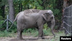 Un éléphant nommé Happy est photographié au zoo du Bronx, à New York.