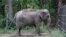 Un éléphant nommé Happy est photographié au zoo du Bronx, à New York.