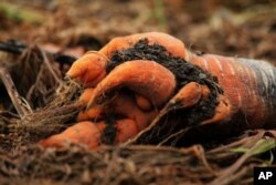 A deformed and infested carrot is seen on the ground in a remote community near La Grita, June 19, 2019.
