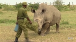 Once the World’s ‘Most Eligible Bachelor’ and Only White Rhino Dies