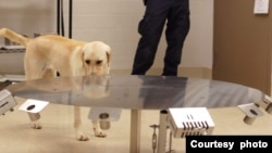 A cancer detection dog in training at the Penn Vet Working Dog Center at the University of Pennsylvania. (Courtesy of Penn Vet Working Dog Center)