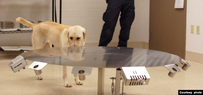 A cancer detection dog in training at the Penn Vet Working Dog Center at the University of Pennsylvania. (Courtesy of Penn Vet Working Dog Center)