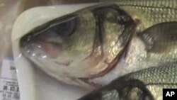 การเพาะเลี้ยงปลากำลังเติบโตอย่างรวดเร็วและกลายเป็นส่วนสำคัญของภาคการผลิตอาหารโลก