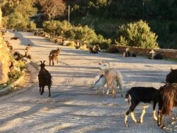 Goats and sheep still cause traffic jams on winding Corsican roads like this one. (Lisa Bryant/VOA)