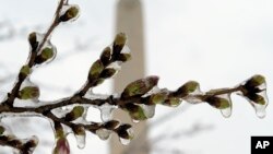Washington's famed cherry blossoms are covered in ice, March 14, 2017, during a late winter storm in Washington, looking toward the Washington Monument.