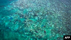 FILE - Tourists snorkel above bleached and dead coral around Lizard Island on the Great Barrier Reef, located 270 kilometers (167 miles) north of the city of Cairns, Australia, on April 5, 2024.