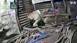 Leopard Gives Birth to Four Cubs in Indian Farmer's Hut 