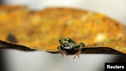 Katak sebesar ibu jari yang ditemukan di gunung Toad ini telah dibebaskan oleh periset dari Smithsonian Institute setelah diperiksa kesehatannya dari jamur chytrid (Foto: dok). 