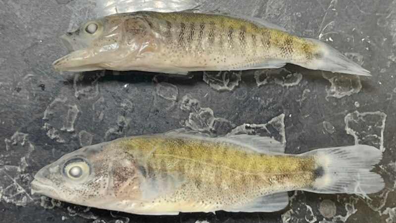 Invasive Fish Found in Lower Colorado River