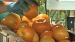 Garbage Dump Helps Grow a Tomato Farm