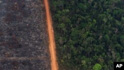 FILE - A lush forest sits next to a field of charred trees in Vila Nova Samuel, Brazil, Aug. 27, 2019.