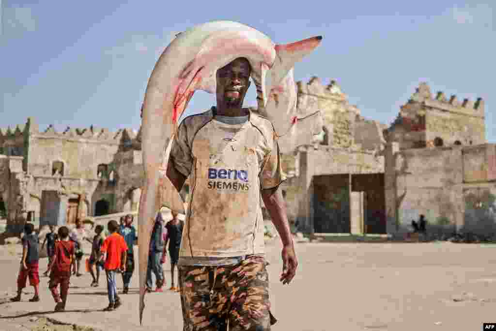 A Somali fisherman carries a hammerhead shark on his head to the Hamarweyne fish market near the port in Mogadishu, Somalia.