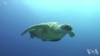 海洋变身塑料王国 幼龟生命受到威胁