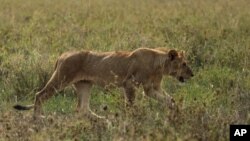 In this photo taken Saturday, Jan. 17, 2015, a lion walks in Serengeti National Park, west of Arusha, northern Tanzania. The park is the oldest and most popular national park in Tanzania and is known for its annual migration of millions of wildebeests, zebras and gazelles. (AP Photo/Mosa'ab Elshamy)