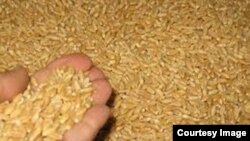 Wheat