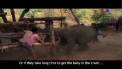 Bé gái Mỹ nặn voi đất sét để cứu voi thật bị ngược đãi