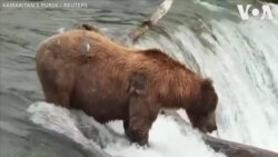 Cận cảnh gấu bắt cá