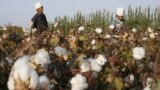 FILE - Migrant workers pick cotton in a field in Korla, Oct. 10, 2006, in a town on the edge of the Tarim Basin and the Taklamakan Desert, south of Urumqi, capital of China's far west Xinjiang Uighur Autonomous Region. 