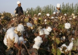 FILE - Migrant workers pick cotton in a field in Korla, Oct. 10, 2006, in a town on the edge of the Tarim Basin and the Taklamakan Desert, south of Urumqi, capital of China's far west Xinjiang Uighur Autonomous Region.