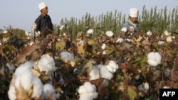 FILE - Migrant workers pick cotton in a field in Korla, Oct. 10, 2006, in a town on the edge of the Tarim Basin and the Taklamakan Desert, south of Urumqi, capital of China's far west Xinjiang Uighur Autonomous Region. 