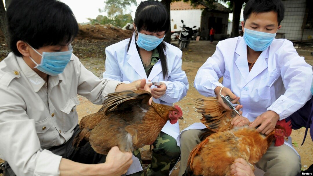 Petugas kesehatan China menyuntikkan vaksin flu buung kepada unggas di sebuah peternakan di daerah Guangxi Zhuang (foto: dok). 