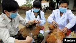 Petugas kesehatan China menyuntikkan vaksin flu buung kepada unggas di sebuah peternakan di daerah Guangxi Zhuang (foto: dok). 