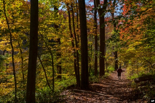 FILE - A woman walks among colorful fall foliage, Thursday, Oct. 27, 2022, in Rock Creek Park in Washington. (AP Photo/Jacquelyn Martin)