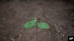 Bibit jambu biji ditanam di area hutan Atlantik yang terdegradasi di Kotamadya Japeri, negara bagian Rio de Janeiro, Brażil, atas prakarsa LSM Onda Verde, Rabu, 21 April 2021. (AP Photo/Silvia Izquierdo)