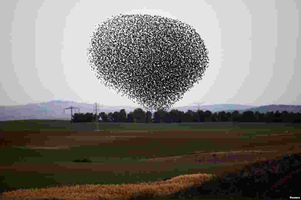 A murmuration of migrating starlings fly in a group over a field near Kiryat Gat, Israel.