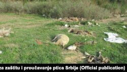 Životinjski otpad u Srbiji, Foto: Društvo za zaštitu i proučavanje ptica Srbije