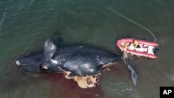 Un rescatista ata una ballena muerta para remolcarla, cerca de Puerto Madryn, Argentina, el 4 de octubre de 2022.