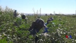 Li Kobanê Nexweşîya Pembûyan Cotkaran Ditirsîne