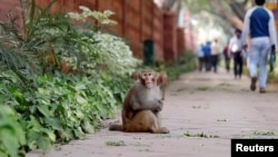 A monkey sits on a pavement outside India's Parliament building in New Delhi, India, November 15, 2018. Picture taken November 15, 2018. REUTERS/Anushree Fadnavis