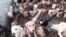 Syrian Animal Lover Rescues More Than 3,000 Dogs 