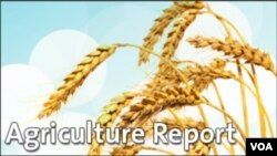 Agriculture Report