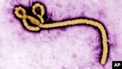 This undated colorized transmission electron micrograph image made available by the U.S. Centers for Disease Control and Prevention shows an Ebola virus virion, or infectious agent. 